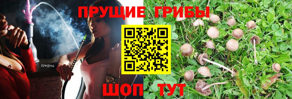 Псилоцибиновые грибы GOLDEN TEACHER  Вход с VPN  Галлюциногенные грибы Magic Shrooms  Карталы 